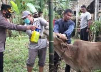 Pemerintah Tetapkan Status Keadaan Tertentu Darurat PMK