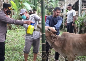 Cegah Penyebaran PMK, Polres Aceh Barat Semprotkan Disinfektan Kandang Ternak