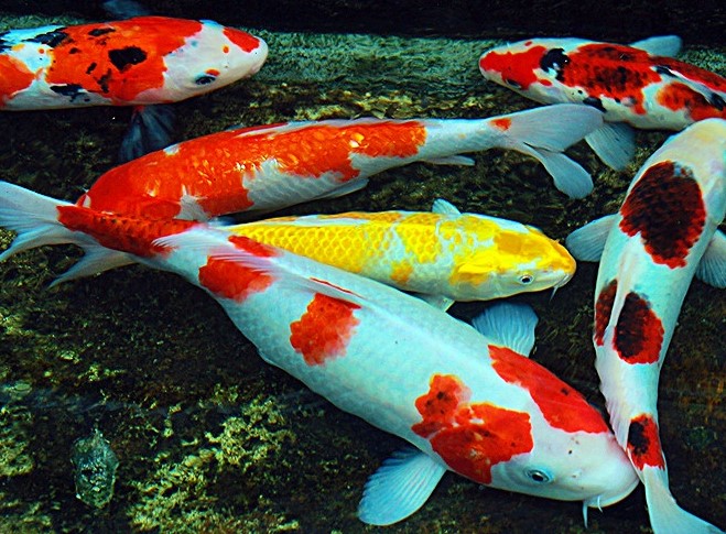 Ini Jenis dan Harganya Ikan Keberuntungan Koi