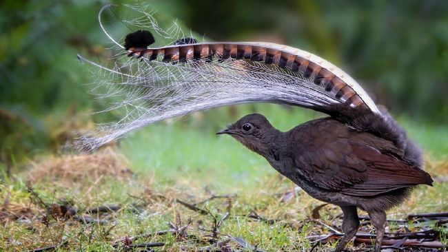 Burung Ini Menangis Seperti Suara Tangisan Bayi