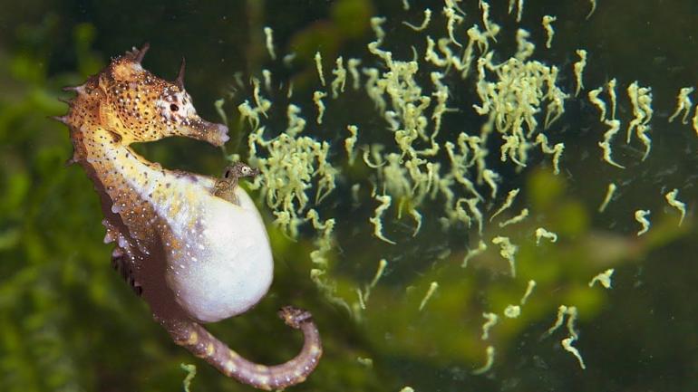 Sang Pejantanlah yang Melahirkan Bayi Kuda Laut