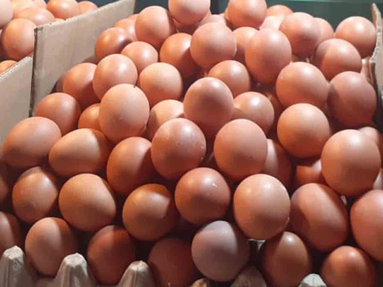 Cek Harga Telur Ayam Masih Anjlok!