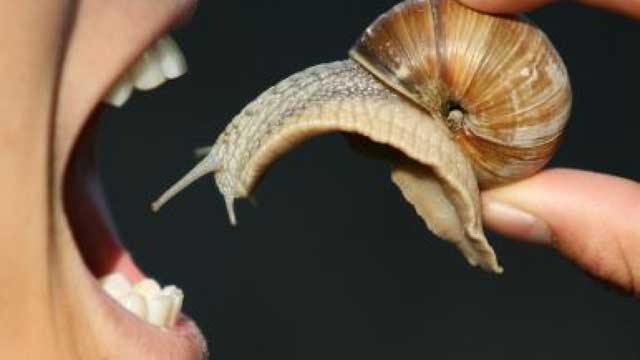 Ini Negara Penyantap Siput Terbesar di Dunia