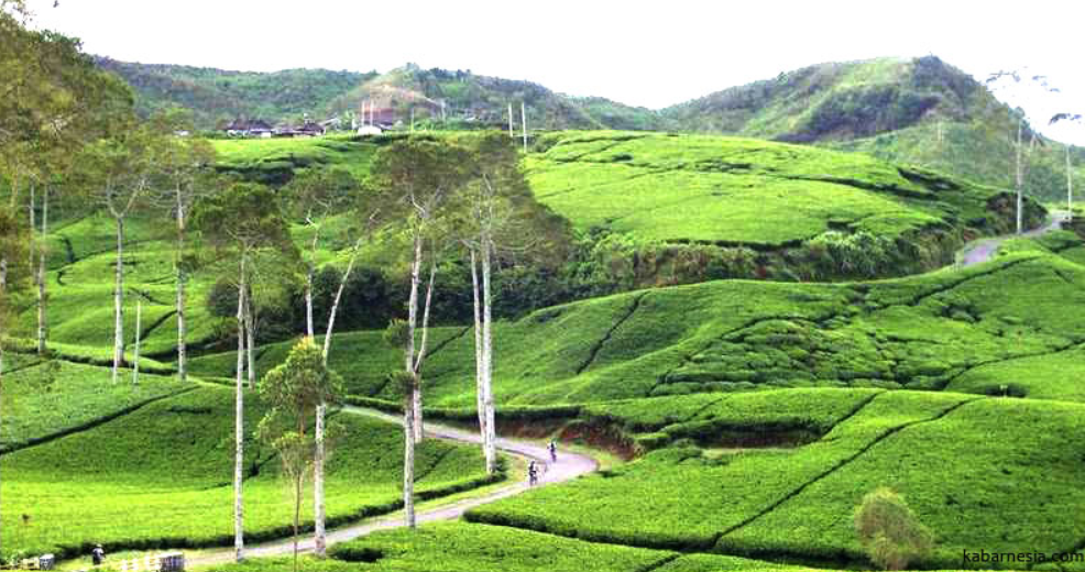 Yuk Berwisata ke Kebun Teh Kaligua Brebes