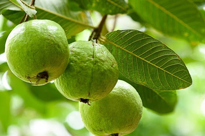 Macam-macam Khasiat Daun Jambu Biji untuk Kesehatan