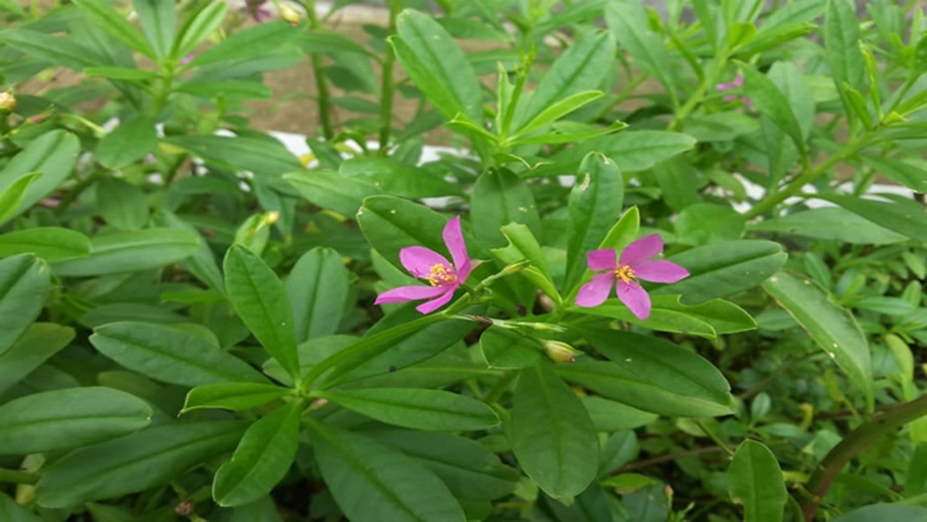 Khasiat Ginseng Jawa yang Tersembunyi 