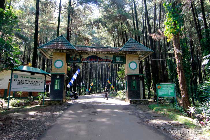 Inilah 4 Hutan Pinus Bogor, Pesonanya Alami dari Gunung Pancar Hingga Suaka Elang Loji