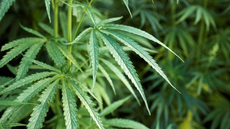 Pakar Sebut Ganja Bisa Jadi Obat Asal...