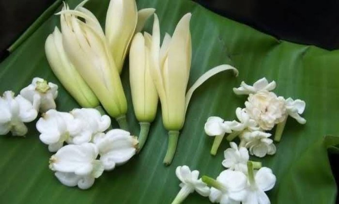 Bukan Mistis, Bunga Kantil Bermanfaat Juga Buat Kesehatan