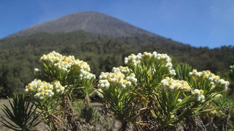  Bunga Edelweis Tak Boleh Dipetik Saat Mendaki Gunung, Ini Alasannya