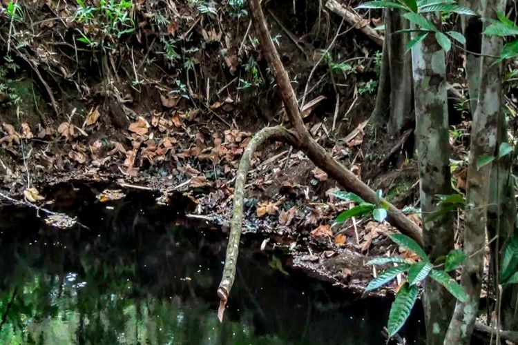 Manfaat Tanaman Bajakah yang Perlu Diketahui untuk Kesembuhan