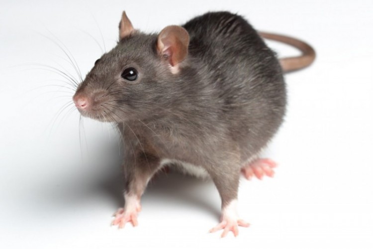 3 Cara Jitu Usir Tikus dari Rumah Anda!