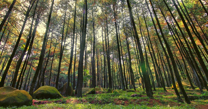 Liburan Romantis di Hutan Pinus Imogiri