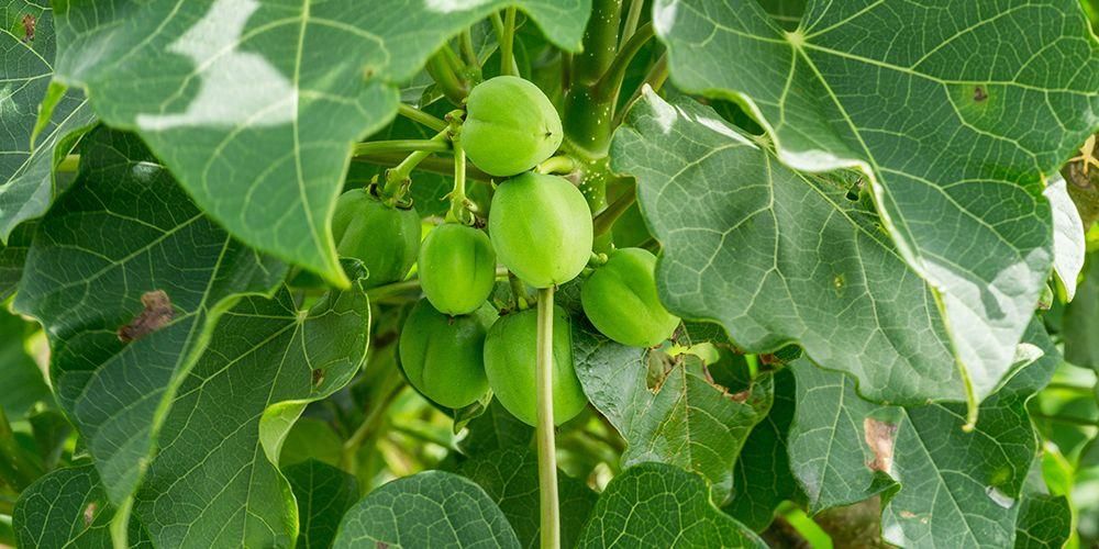 6 Khasiat Pohon Jarak untuk Kesehatan