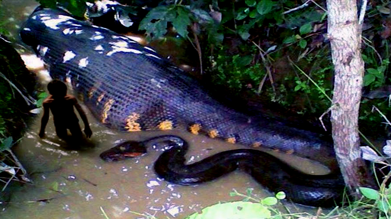 Ini Dia 5 Hewan yang Menetap di Sungai Amazon, Ganas dan Mematikan