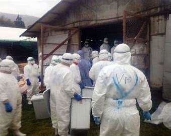 Jepang Diterjang Wabah Flu Burung, Ratusan Ribu Unggas Dimusnahkan 