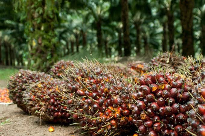 Manfaat Sawit dalam Kehidupan Industri