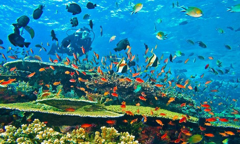 Menyelam ke Bawah Lava Flow Pulau Banda Naira Maluku