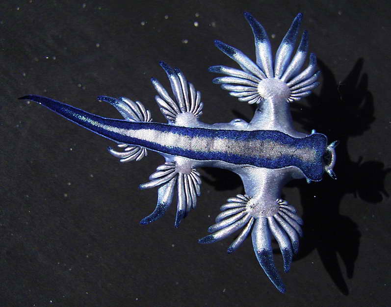 Siput Samudera Biru Hewan Laut yang Unik dan Beracun