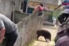 Babi Hutan Ngamuk Lukai 4 Warga Salah Satunya Bayi