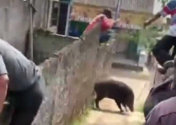 Babi Hutan Ngamuk Lukai 4 Warga Salah Satunya Bayi