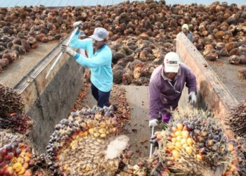 Kasihan Petani Sawit, Harga CPO Ambles, Merugi Besar-besaran