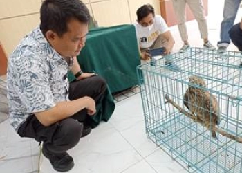 Polda Jatim Tangkap Penjual 304 Satwa Dilindungi, Harga Jual Satwa Ada yang Rp20 Juta