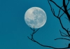 Pedagang Eceran Token Lebih Memilih LUNC daripada LUNA