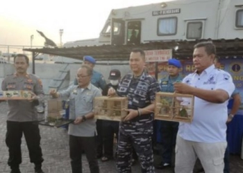 Dua ABK Bawa 50 Cucok Ijo dan Kapas Tembak Tanpa Dokumen