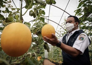 Jakarta Panen Golden Melon