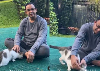 Anies Baswedan Santai Bersama Lego, Kucing yang Punya Tiga Kaki