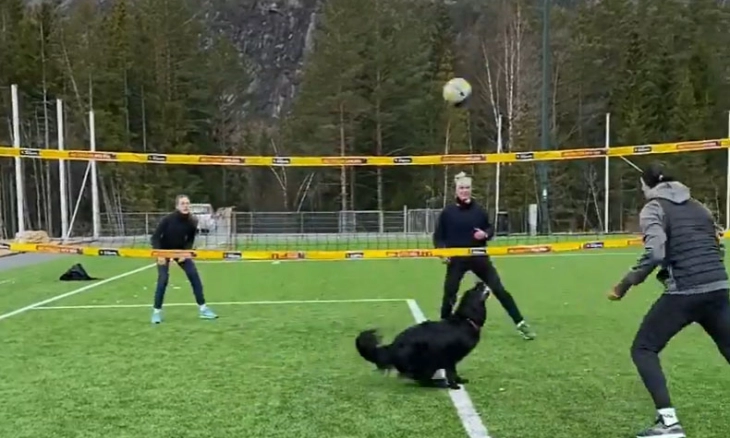 Viral! Anjing Jago Main Bola Voli