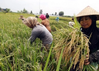 Banten Masuk Dalam Sembilan Besar Produsen Beras Nasional