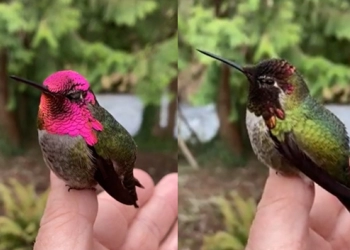 Menakjubkan! Burung Kolibri Berubah-ubah Warna