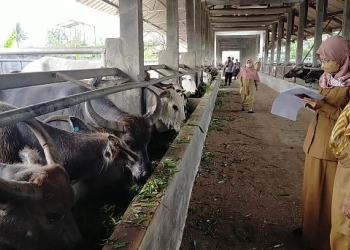 Disnakeswan Lebak Temukan Ratuan Hewan Terpapar PMK