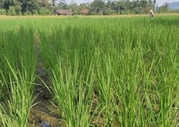 Cegah Stunting, Distan Kabupaten Serang Produksi Beras Nutri Zinc