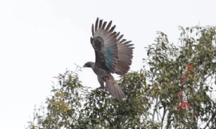Nisaetus Bartelsi dan Nisaetus Cirrhatus Dilepasliarkan di Taman Nasional Gunung Halimun Salak Bogor