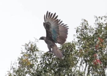 Nisaetus Bartelsi dan Nisaetus Cirrhatus Dilepasliarkan di Taman Nasional Gunung Halimun Salak Bogor