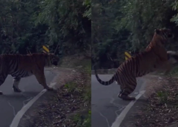 Harimau Berjalan Bebas di Jalan Raya dan Menghilang di Hutan