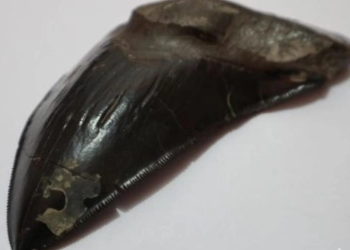 Benda Diduga Gigi Hiu Megalodon Ditemukan di Pinggiran Sungai Cisuluhun Majalengka