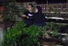 Taman Bonsai di Desa Mandalika Ciamis