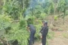 Mahkamah Konstitusi Resmi Tolak Penggunaan Ganja untuk Medis