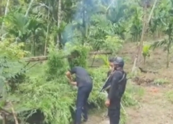 Mahkamah Konstitusi Resmi Tolak Penggunaan Ganja untuk Medis