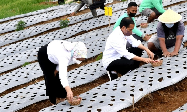 Tanam Bawang Bersama Petani, Jokowi Harap Produktivitas dan Pendapatan Petani Meningkat