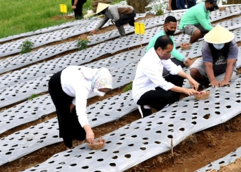 Tanam Bawang Bersama Petani, Jokowi Harap Produktivitas dan Pendapatan Petani Meningkat