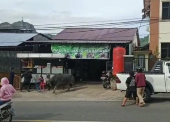 Seekor Kerbau Ngamuk Masuk ke warung Bakso Seruduk Orang di Jalan