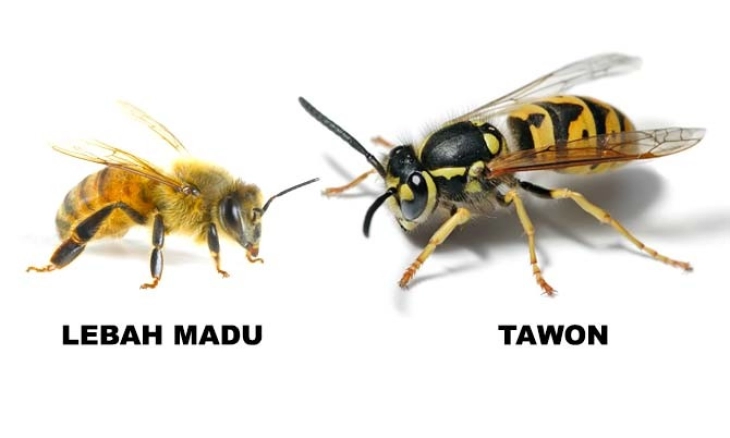 Mengenal Tawon dan Lebah, Siapa yang Menghasilkan Madu?