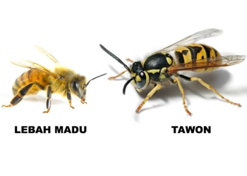 Mengenal Tawon dan Lebah, Siapa yang Menghasilkan Madu?