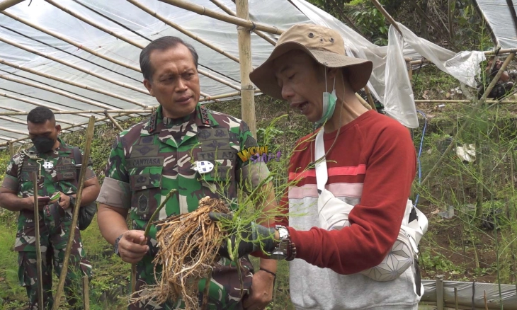 Asparagus Bandung Mendunia, Pangkogabwilhan III Siap Duplikasi ke Papua