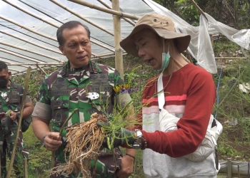 Asparagus Bandung Mendunia, Pangkogabwilhan III Siap Duplikasi ke Papua